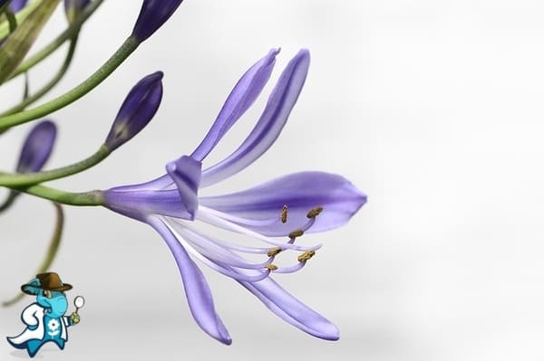 Mejor Seguro de Decesos a Prima Nivelada en España